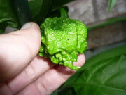 Trinidad 7 Pod Primo Red,Chili Pepper Seeds  ( Capsicum Chinense) Extremely hot, - Caribbean garden seed