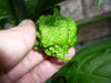 Trinidad 7 Pod Primo Red,Chili Pepper Seeds  ( Capsicum Chinense) Extremely hot, - Caribbean garden seed