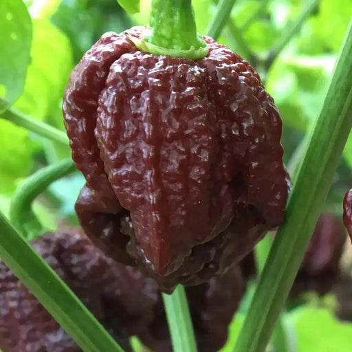 Trinidad 7 pot BRAIN STRAIN CHOCOLATE, Pepper Seeds, (Capsicum chinense) Super Hot - Caribbean garden seed
