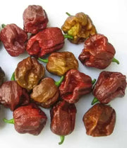 Trinidad 7 pot BRAIN STRAIN CHOCOLATE, Pepper Seeds, (Capsicum chinense) Super Hot - Caribbean garden seed