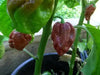 Trinidad 7 pot BRAIN STRAIN CHOCOLATE, Pepper Seeds, (Capsicum chinense) Super Hot - Caribbean garden seed