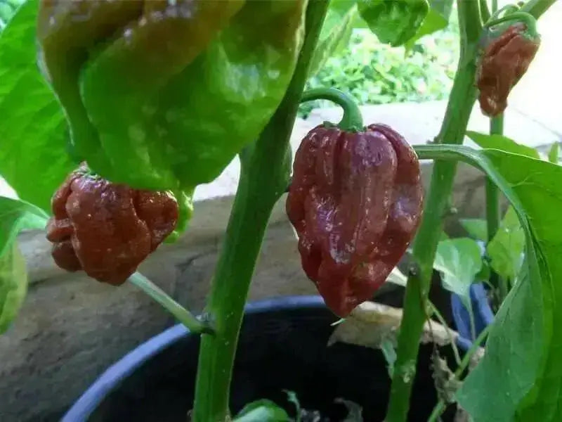 Trinidad 7 pot BRAIN STRAIN CHOCOLATE, Pepper Seeds, (Capsicum chinense) Super Hot - Caribbean garden seed