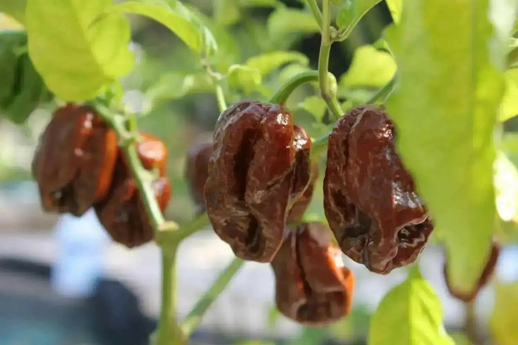 Trinidad 7 pot BRAIN STRAIN CHOCOLATE, Pepper Seeds, (Capsicum chinense) Super Hot - Caribbean garden seed