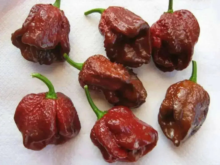 Trinidad 7 pot BRAIN STRAIN CHOCOLATE, Pepper Seeds, (Capsicum chinense) Super Hot - Caribbean garden seed
