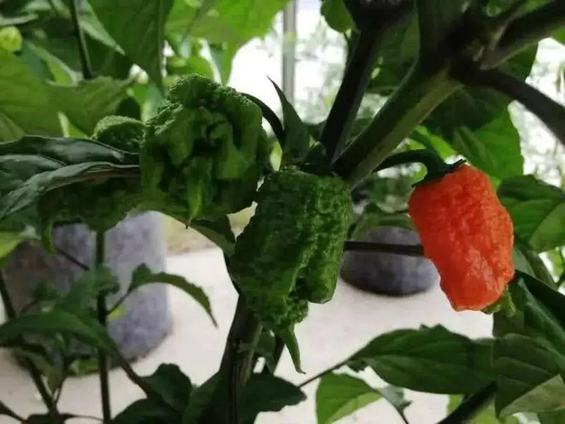 Trinidad 7 pot PRIMO  Pepper Seeds, (Capsicum chinense) Super Hot - Caribbean garden seed