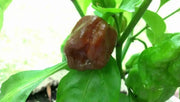 Trinidad 7 pot BRAIN STRAIN CHOCOLATE, Pepper Seeds, (Capsicum chinense) Super Hot - Caribbean garden seed