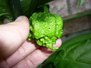 Trinidad 7 pot PRIMO  Pepper Seeds, (Capsicum chinense) Super Hot - Caribbean garden seed