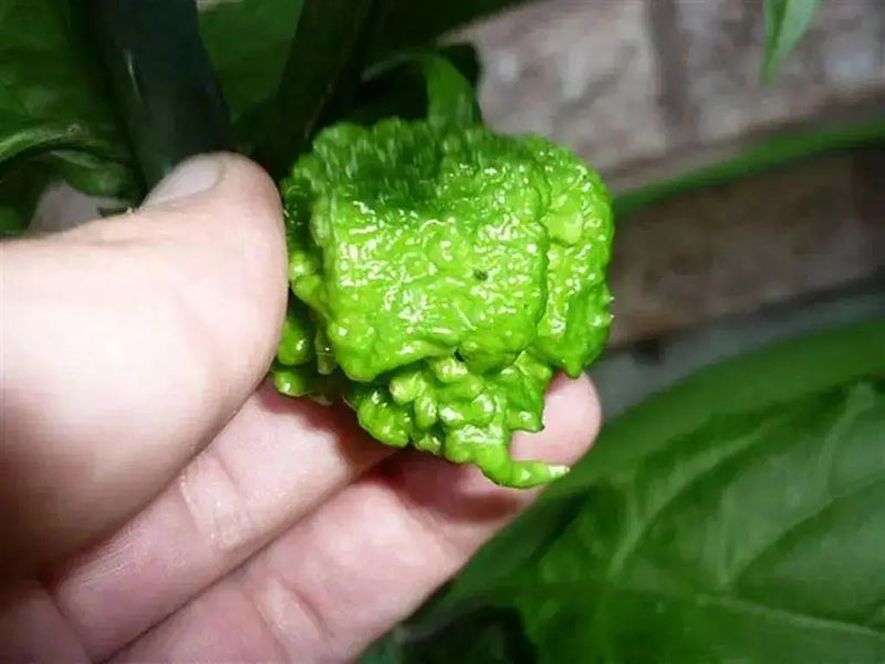 Trinidad 7 pot PRIMO  Pepper Seeds, (Capsicum chinense) Super Hot - Caribbean garden seed