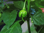 Trinidad 7 pot PRIMO  Pepper Seeds, (Capsicum chinense) Super Hot - Caribbean garden seed