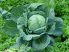 Tropicana cabbage Seeds, Annual Vegetable, CARIBBEAN PRODUCTS - Caribbean garden seed