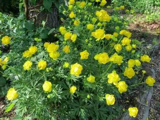 Trollius Seeds ,europaeus f. compactus 'Lemon Supreme' Globe Flower Shrub - Caribbean garden seed
