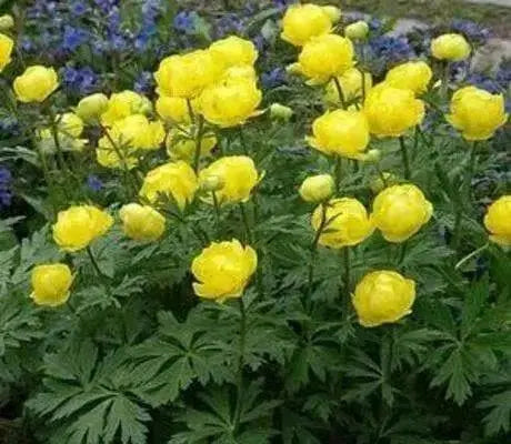 Trollius Seeds ,europaeus f. compactus 'Lemon Supreme' Globe Flower Shrub - Caribbean garden seed