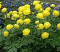 Trollius Seeds ,europaeus f. compactus 'Lemon Supreme' Globe Flower Shrub - Caribbean garden seed