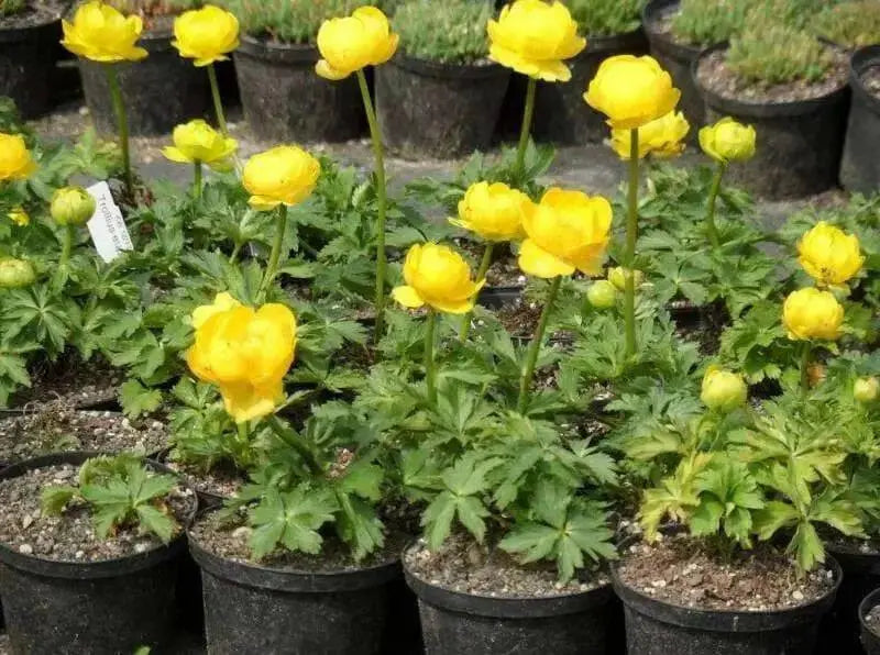 Trollius Seeds ,europaeus f. compactus 'Lemon Supreme' Globe Flower Shrub - Caribbean garden seed