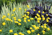 Trollius Seeds ,europaeus f. compactus 'Lemon Supreme' Globe Flower Shrub - Caribbean garden seed