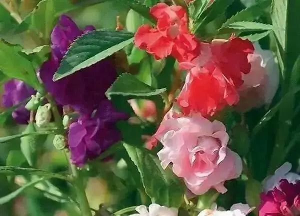 Tropical Impatiens Mix , Balsam FLOWERS LIVE PLANTS - Caribbean garden seed