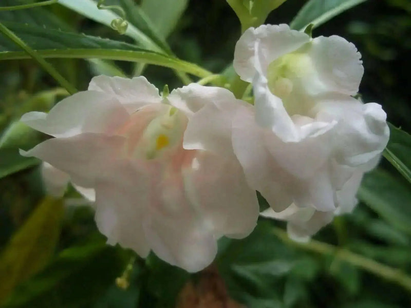 Tropical Impatiens Mix , Balsam FLOWERS LIVE PLANTS - Caribbean garden seed