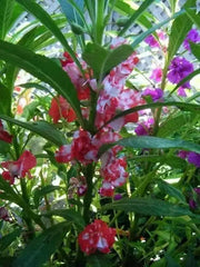 Tropical Impatiens Mix , Balsam FLOWERS LIVE PLANTS - Caribbean garden seed