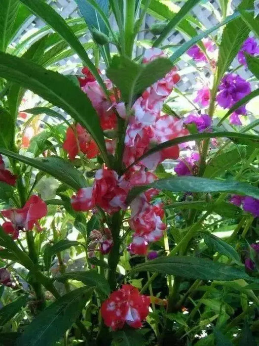 Tropical Impatiens Mix , Balsam FLOWERS LIVE PLANTS - Caribbean garden seed