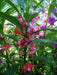 Tropical Impatiens Mix , Balsam FLOWERS LIVE PLANTS - Caribbean garden seed