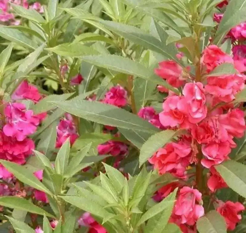 Tropical Impatiens Mix , Balsam FLOWERS LIVE PLANTS - Caribbean garden seed
