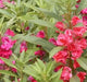 Tropical Impatiens Mix , Balsam FLOWERS LIVE PLANTS - Caribbean garden seed
