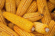 Truckers Favorite Yellow Corn Open pollination, - Caribbean garden seed