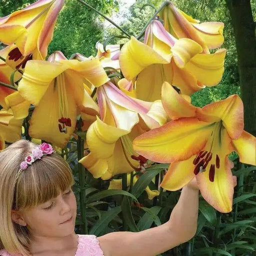 Trumpet Lily Rising Moon real thriller in the garden .Perennial - Caribbean garden seed