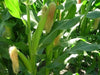 Truckers Favorite Yellow Corn Open pollination, - Caribbean garden seed