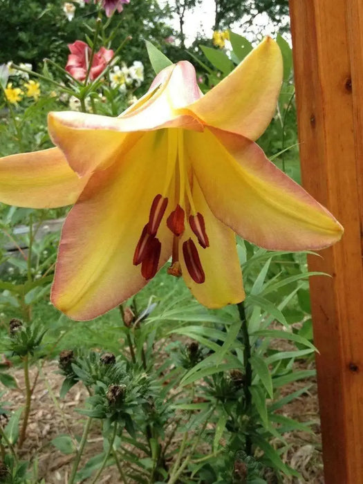 Trumpet Lily Rising Moon real thriller in the garden .Perennial - Caribbean garden seed