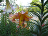 Trumpet Lily Rising Moon real thriller in the garden .Perennial - Caribbean garden seed