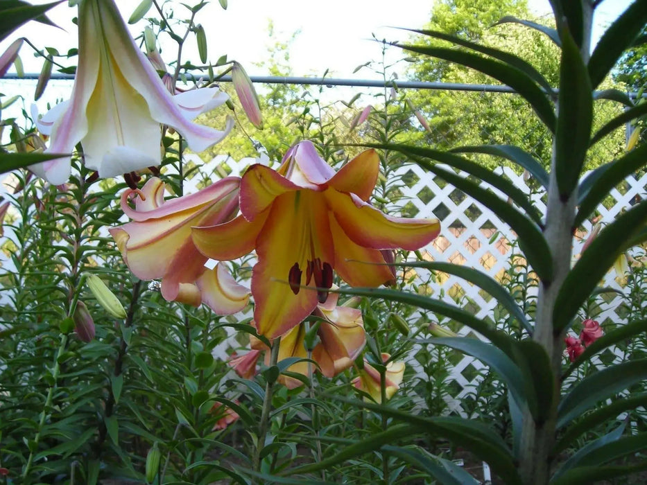Trumpet Lily Rising Moon real thriller in the garden .Perennial - Caribbean garden seed