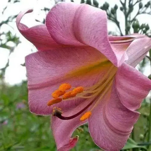 Trumpet Lily ,Pink Perfection,(3 bulbs) highly fragrant - Caribbean garden seed