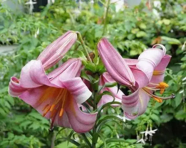 Trumpet Lily ,Pink Perfection,(3 bulbs) highly fragrant - Caribbean garden seed