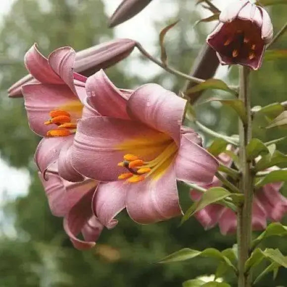 Trumpet Lily ,Pink Perfection,(3 bulbs) highly fragrant - Caribbean garden seed