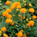 Trollius (Bareroot Globeflower) - Caribbean garden seed