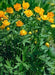 Trollius (Bareroot Globeflower) - Caribbean garden seed