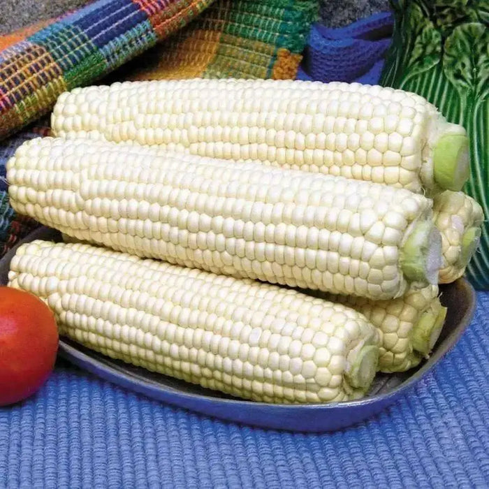 Truckers Favorite White Corn Seed,Heirloom - Caribbean garden seed