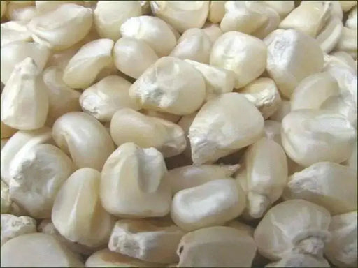 Truckers Favorite White Corn Seed,Heirloom - Caribbean garden seed
