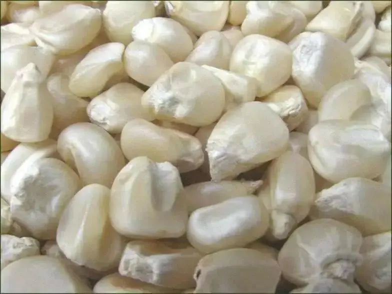 Truckers Favorite White Corn Seed,Heirloom - Caribbean garden seed