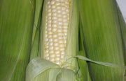 Truckers Favorite White Corn Seed,Heirloom - Caribbean garden seed