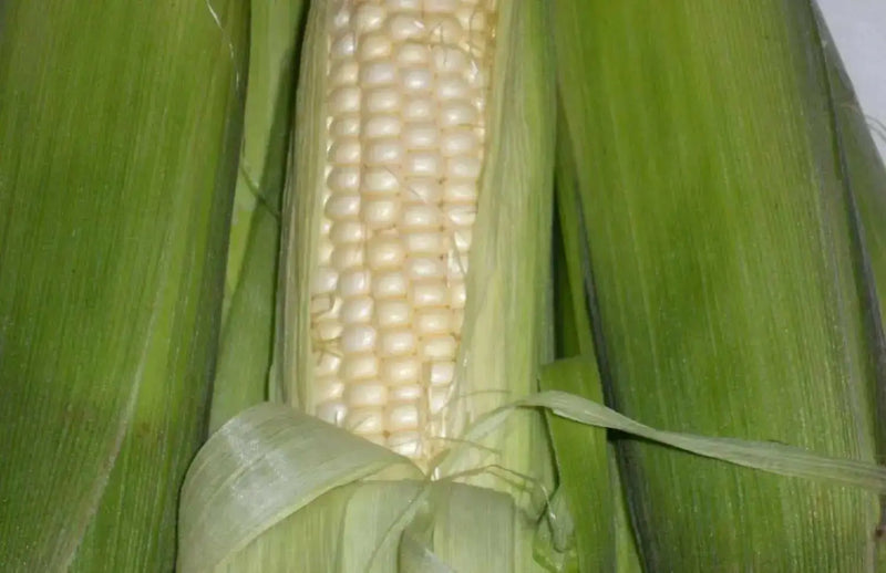 Truckers Favorite White Corn Seed,Heirloom - Caribbean garden seed