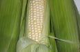 Truckers Favorite White Corn Seed,Heirloom - Caribbean garden seed