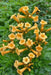 Trumpet Vine Seeds ,Yellow FLOWERS - Caribbean garden seed