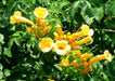 Trumpet Vine Seeds ,Yellow FLOWERS - Caribbean garden seed