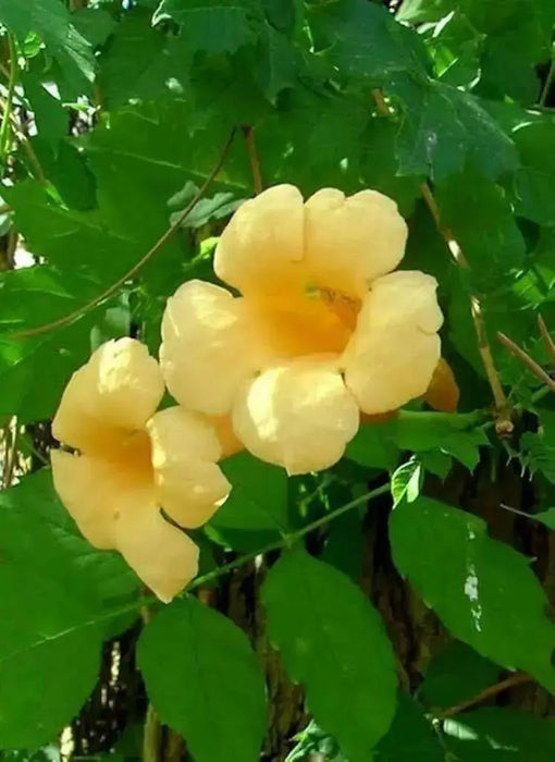 Trumpet Vine Seeds ,Yellow FLOWERS - Caribbean garden seed