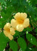 Trumpet Vine Seeds ,Yellow FLOWERS - Caribbean garden seed