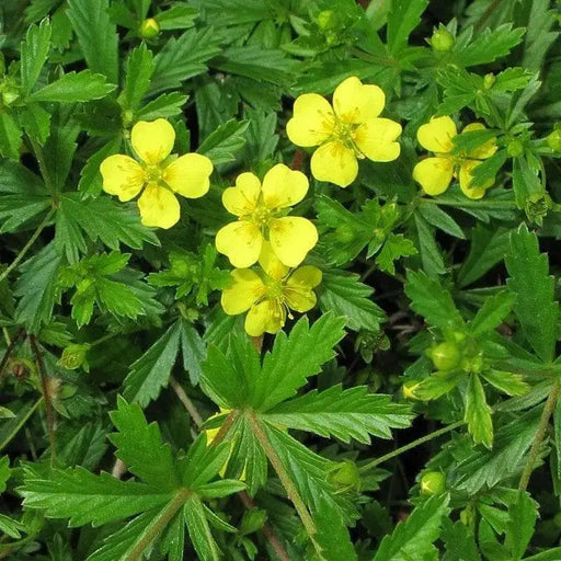 Tormentil (potentilla Erecta)  PERENNIAL HERB Seeds - Caribbean garden seed