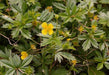 Tormentil (potentilla Erecta)  PERENNIAL HERB Seeds - Caribbean garden seed