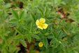 Tormentil (potentilla Erecta)  PERENNIAL HERB Seeds - Caribbean garden seed